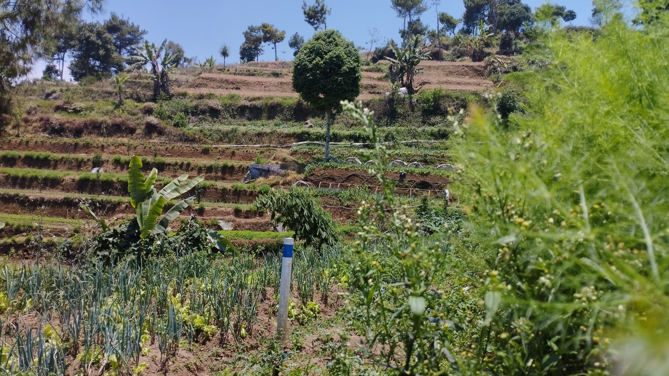 Salah satu patok untuk proyek geotermal yang tertanam di kebun warga di Kampung Ading, Desa Sindangjaya. (Dok. Wahyu/Progresip)
