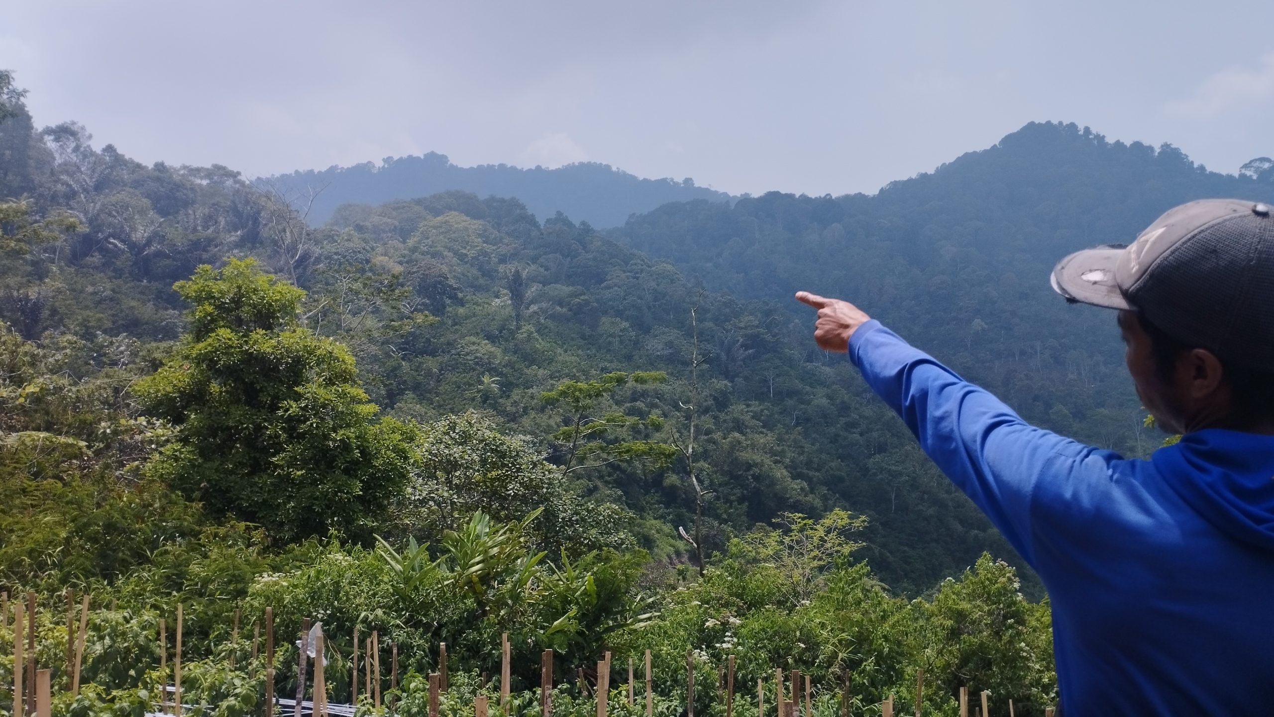 Ajat, Ketua KTH Satria Mandiri, tengah menunjukkan hutan kemasyarakatan yang dikelola anggotanya di Desa Ciputri. (Dok. Wahyu/Progresip)