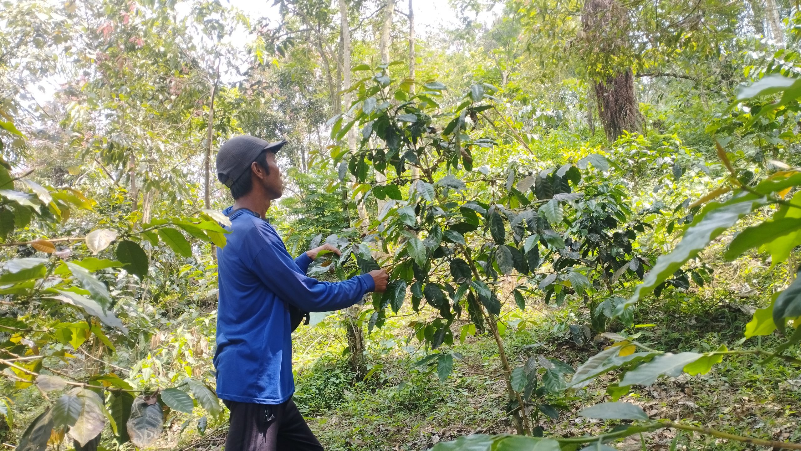Ajat tengah melihat tanaman kopi yang tumbuh di kebunnya. (Dok. Wahyu/Progresip)