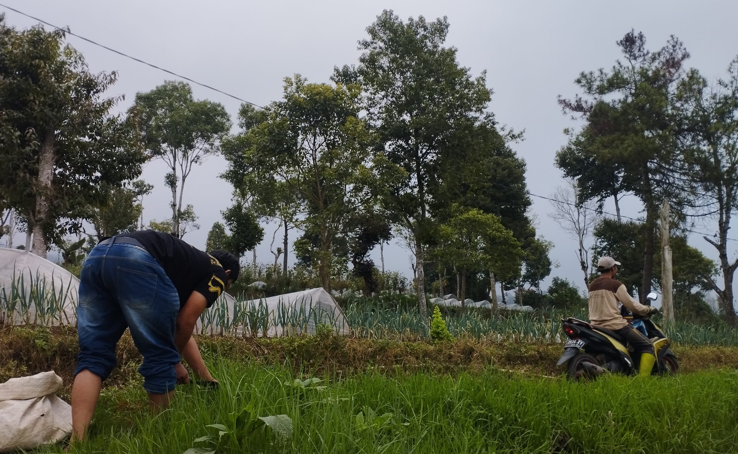 Warga di lereng Gunung Gede Pangrango memanfaatkan kebun untuk menjalankan roda ekonomi dengan bertani dan beternak. (Dok Wahyu/Progresip)